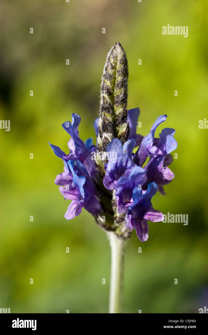 Blue flower of Fernleaf Lavender, Egyptian lavender, Lavandula multifida Stock Photo