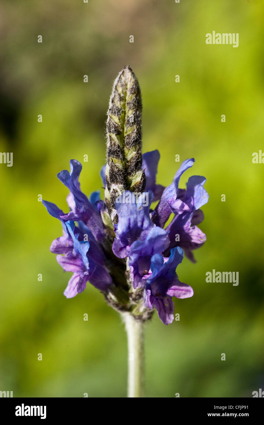 Blue flower of Fernleaf Lavender, Egyptian lavender, Lavandula multifida, bloom, blossom, petals, cultivar, horticulture, garden Stock Photo