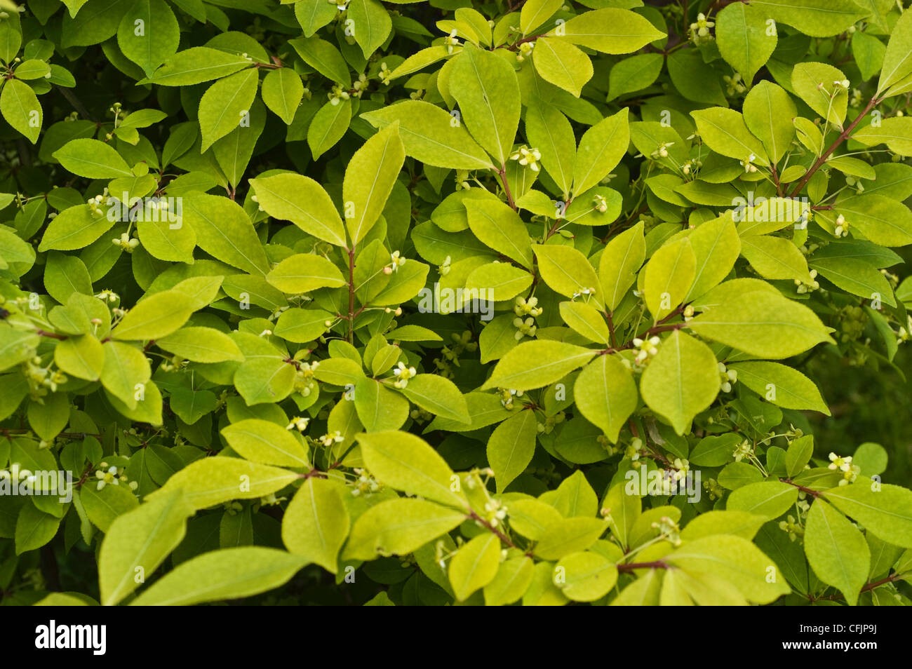 Yellow green foliage of Dwarf Burning Bush, Euonymus compacta Stock Photo