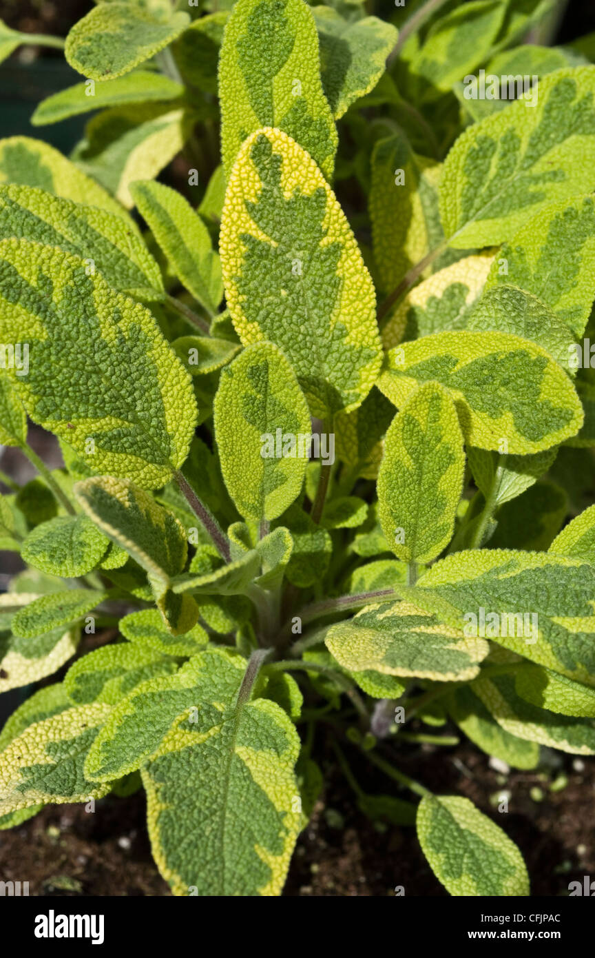 Yellow green leaves foliage of Golden Sage, Salvia officinalis aurea