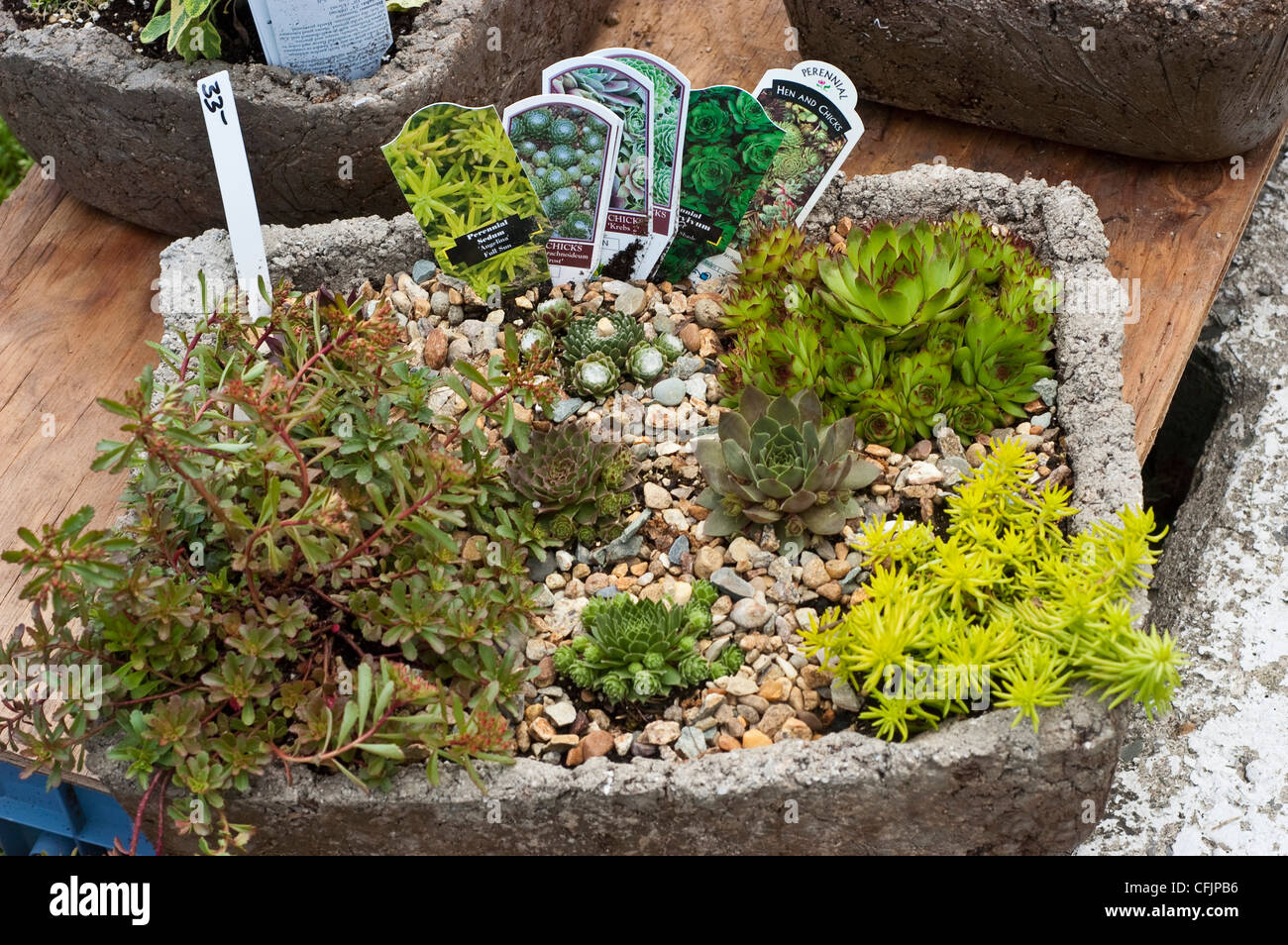 Stonecrop pot hires stock photography and images Alamy
