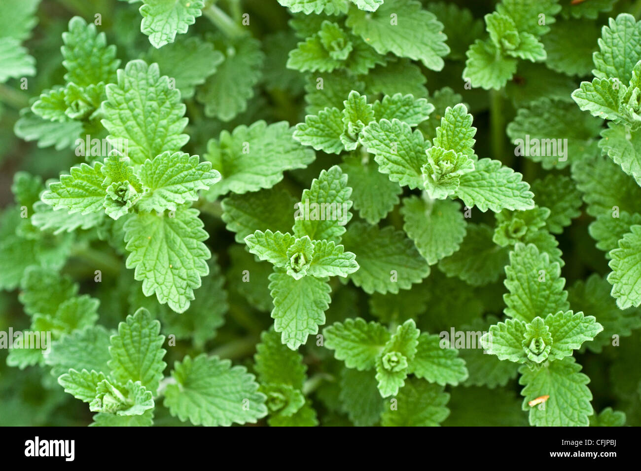 Green foliage of mint, Mentha Stock Photo