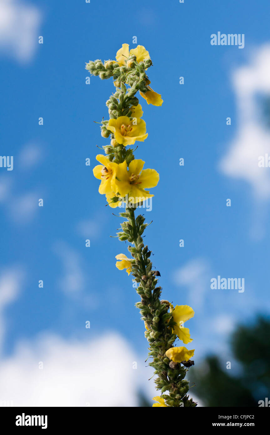 Yellow flowers of Common Mullein, Verbascum thapsus, Scrophulariaceae, blue sky background Stock Photo