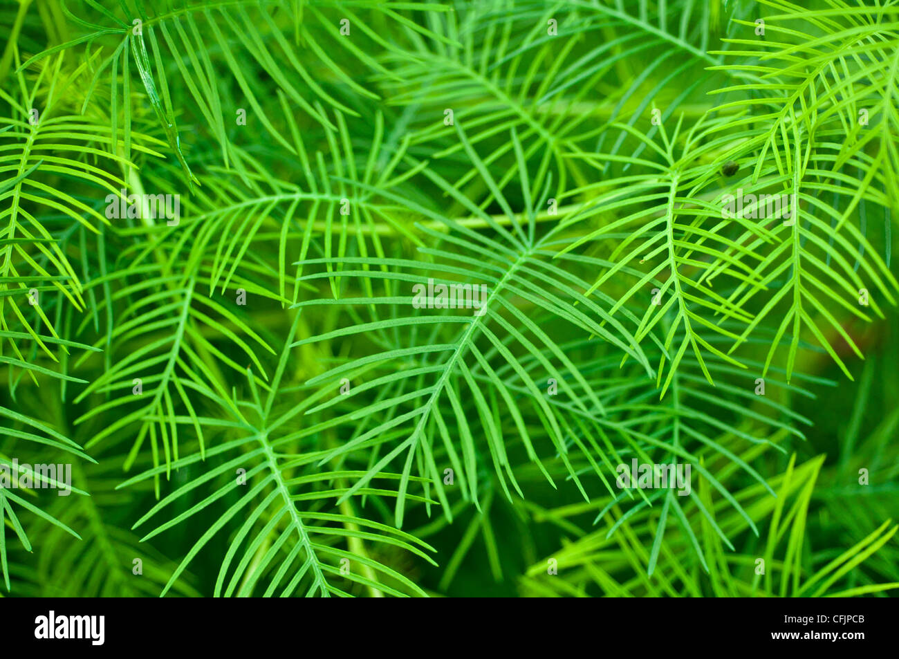 Green foliage of Creeping Phlox, Phlox Subulata v Tamaongalei, Polemoniaceae Stock Photo