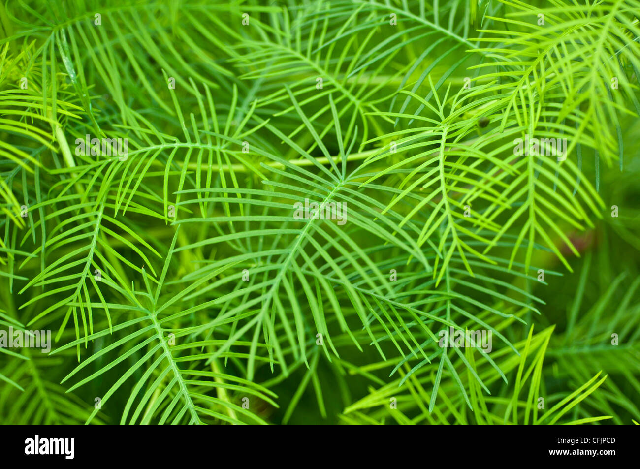 Green foliage of Creeping Phlox, Phlox Subulata v Tamaongalei, Polemoniaceae Stock Photo