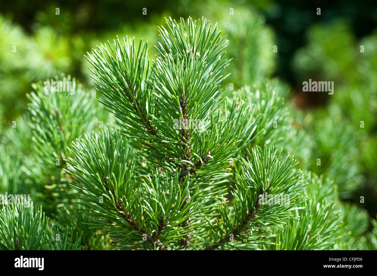 Green conifers of Dwarf Golden Mugo Pine, Pinus mugo, Carstens Wintergold Stock Photo