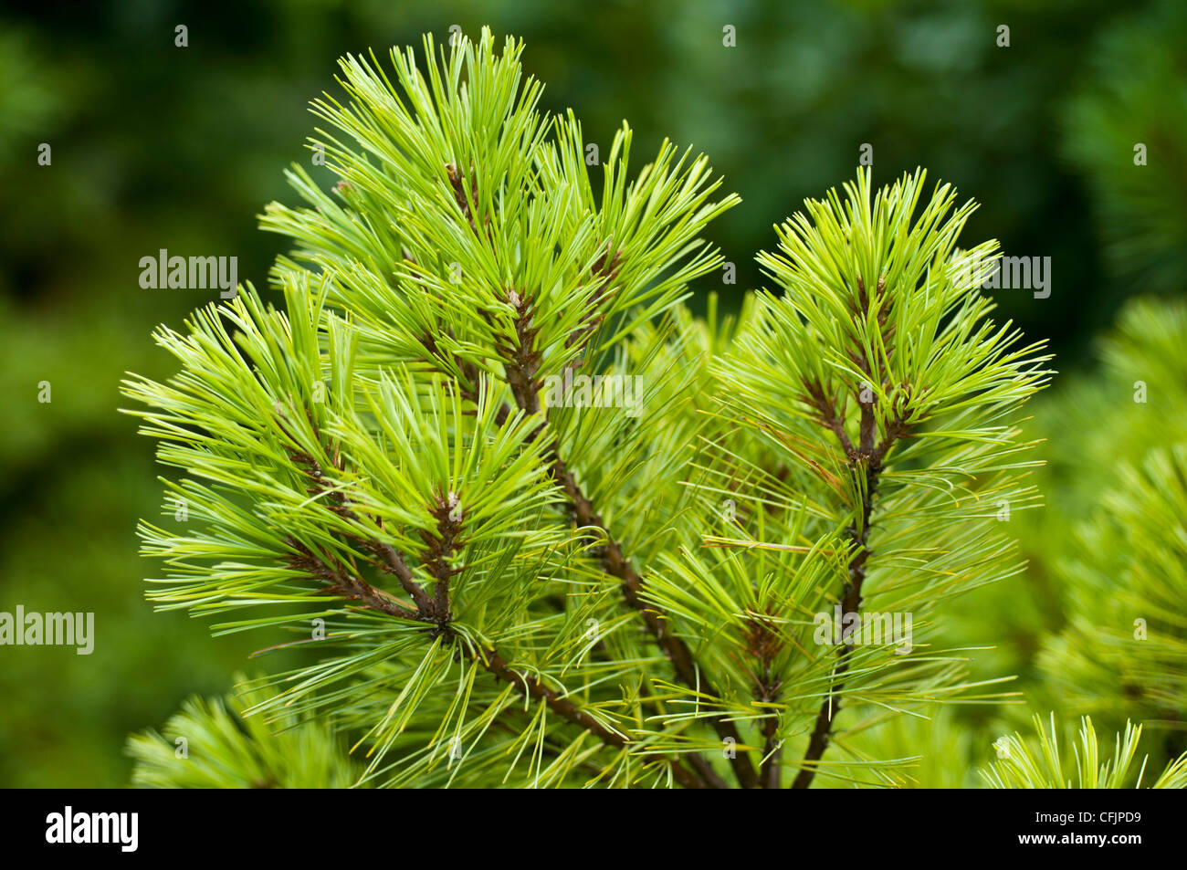 Yellow green conifers of Dwarf Eastern White Pine,  Pinus Strobus Glauca Nana Stock Photo