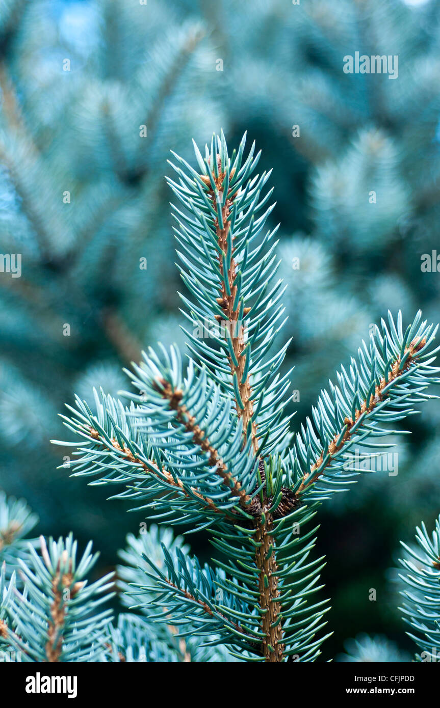 Blue conifers of Coloado Blue Spruce, Picea Pungens v Corbet,  Pinaceae Stock Photo