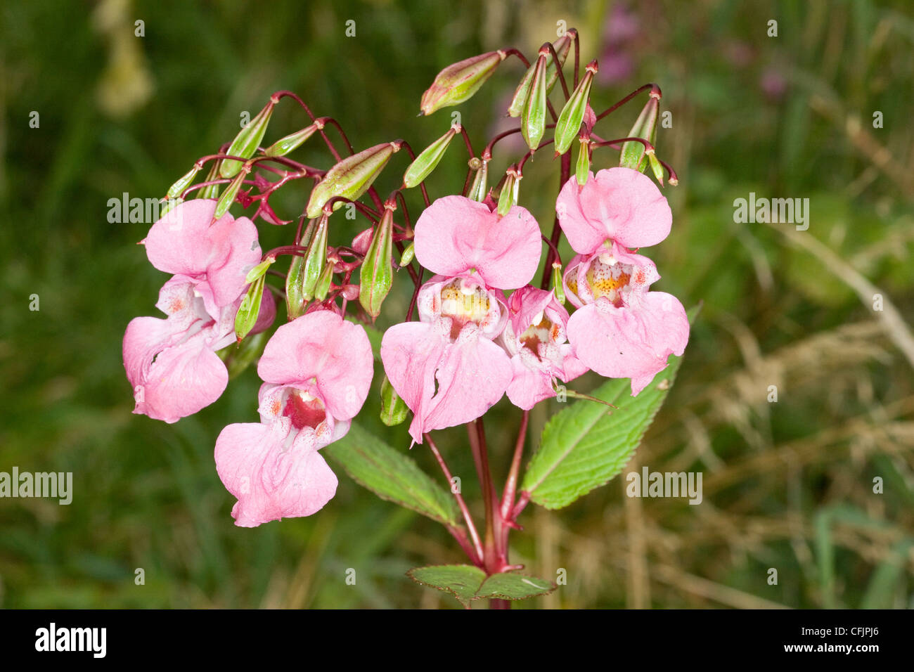 Himalayan Balsam (Impatiens glandulifera) or Policeman's Helmet flower Stock Photo