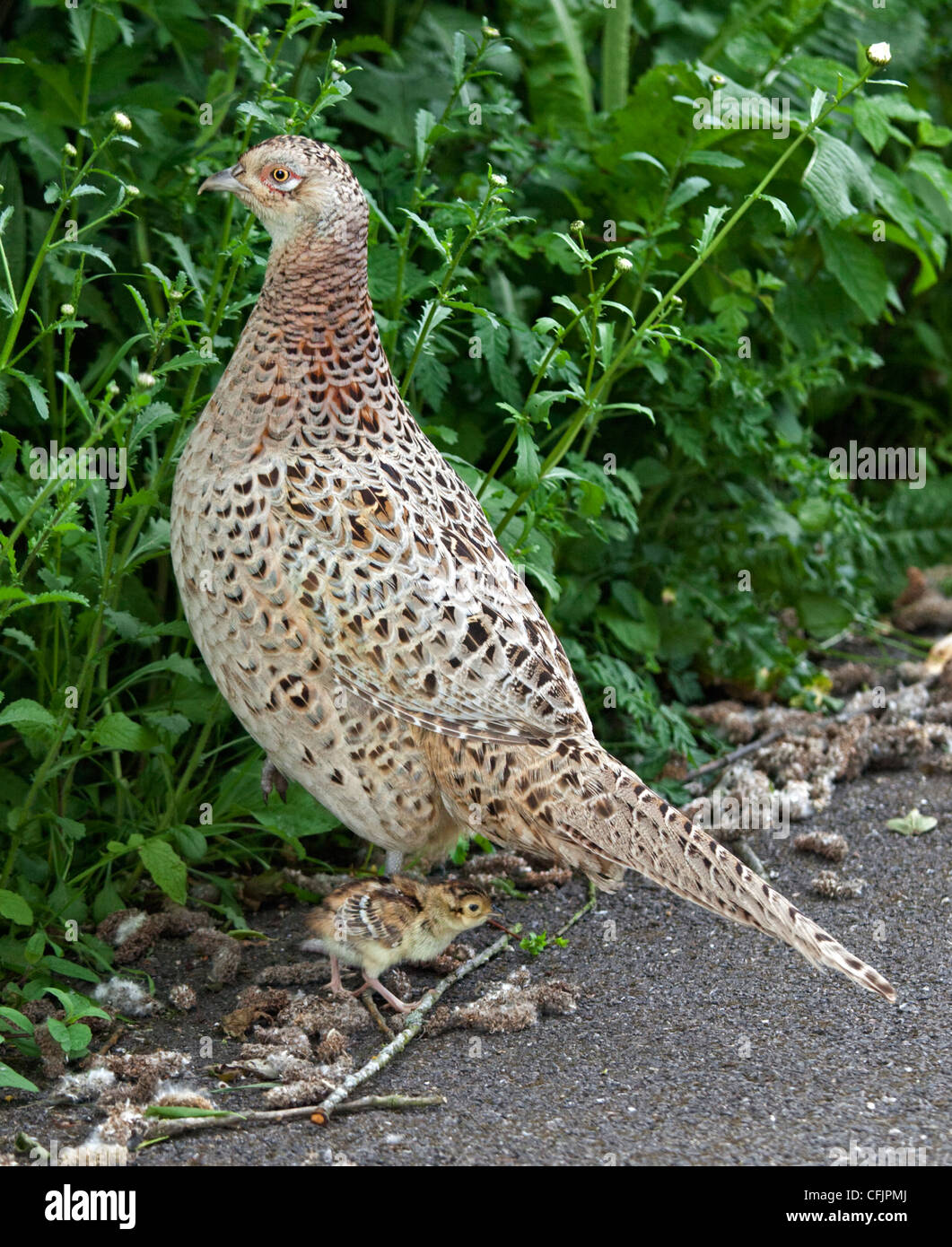 Female Common Pheasant (phasianus colchicus) and Chick, UK Stock Photo