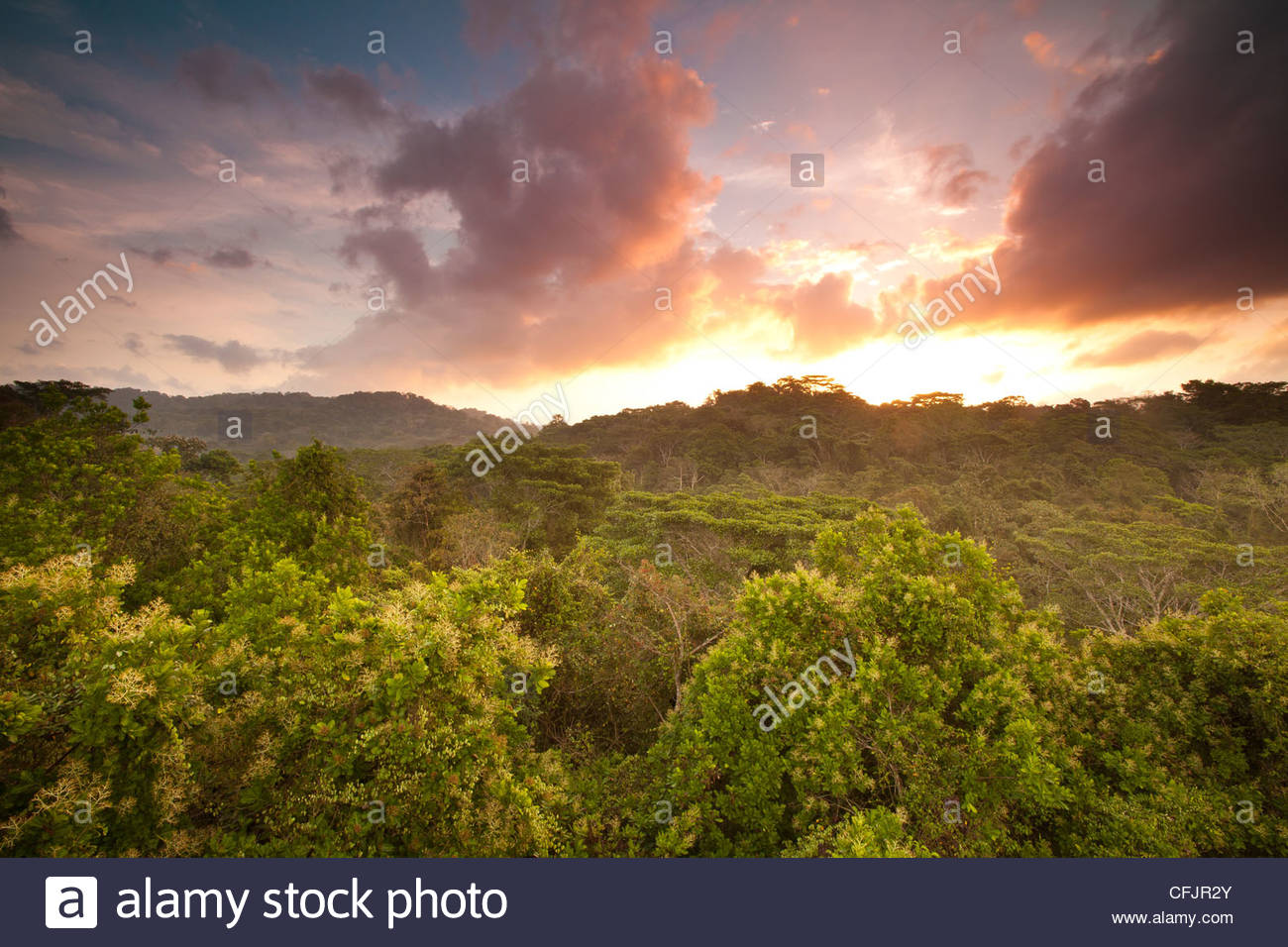 Beautiful sunrise in the rainforest of Soberania national park, Republic of Panama. Stock Photo