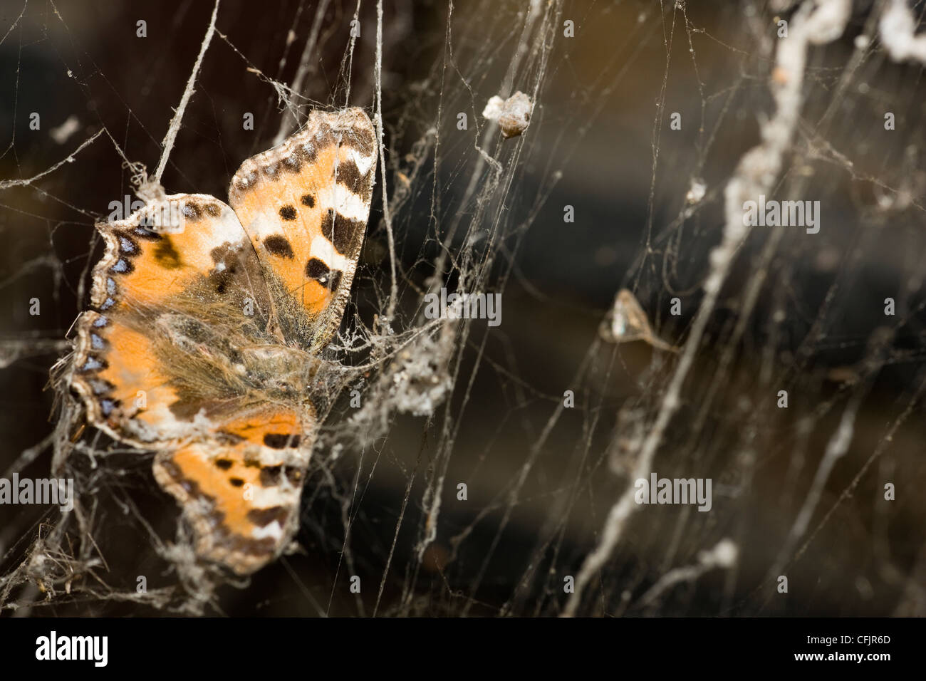 Spider uk butterfly hires stock photography and images Alamy