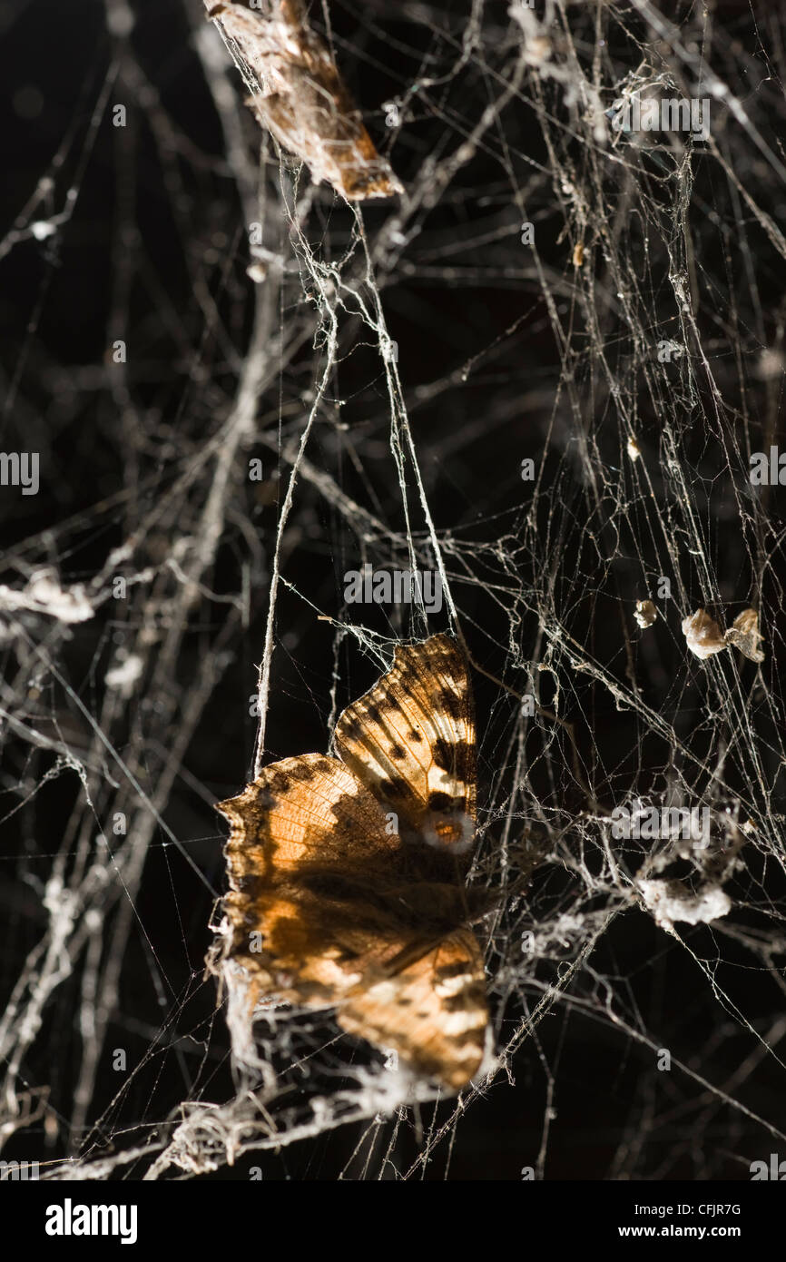 Butterfly caught in spider web hires stock photography and images Alamy