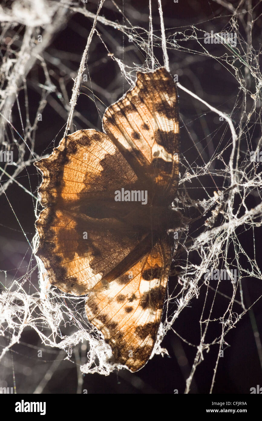 Tortoiseshell butterfly caught in a spider's web Stock Photo Alamy