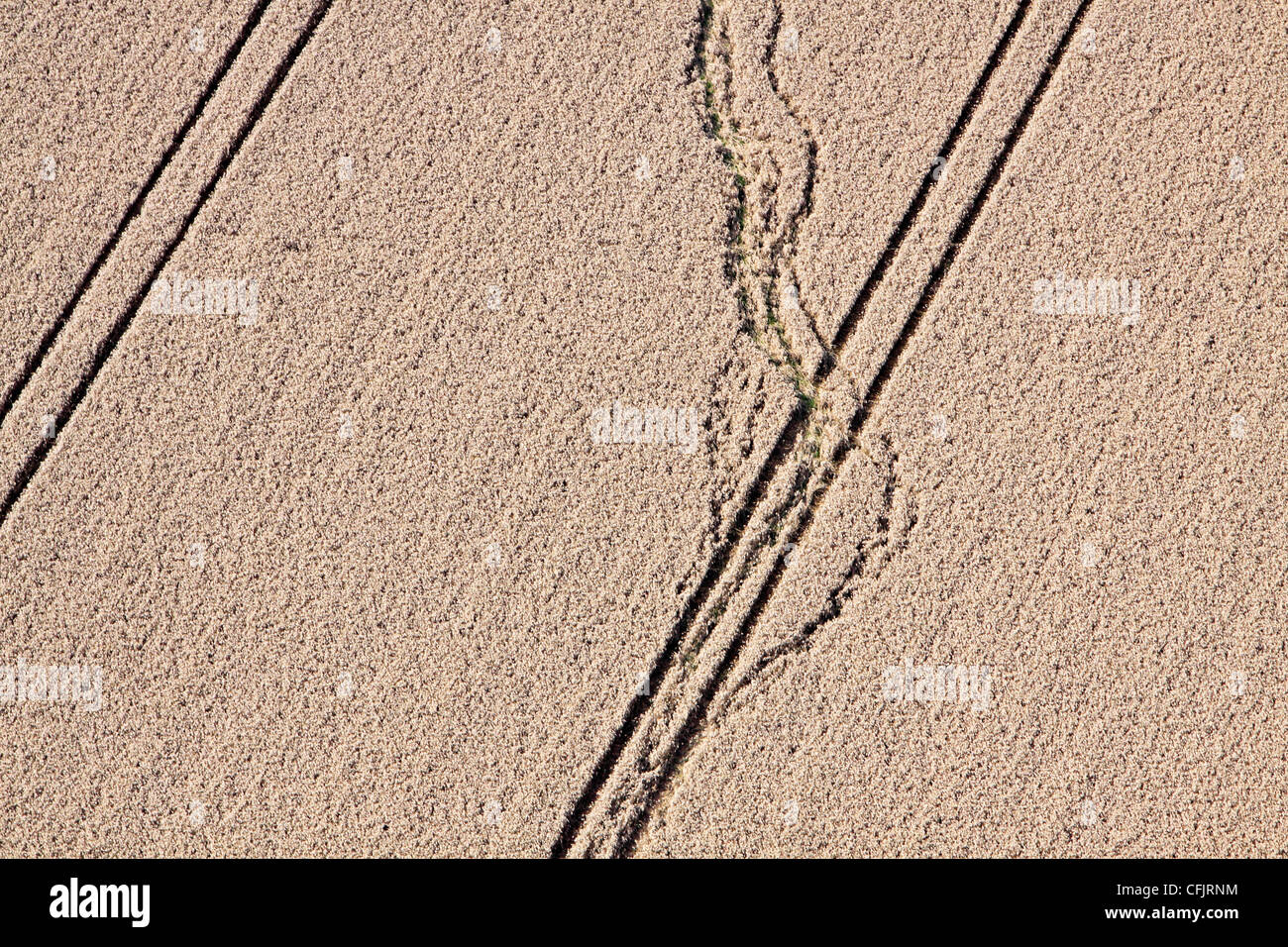 Aerial view of crop damage in a field of wheat Stock Photo