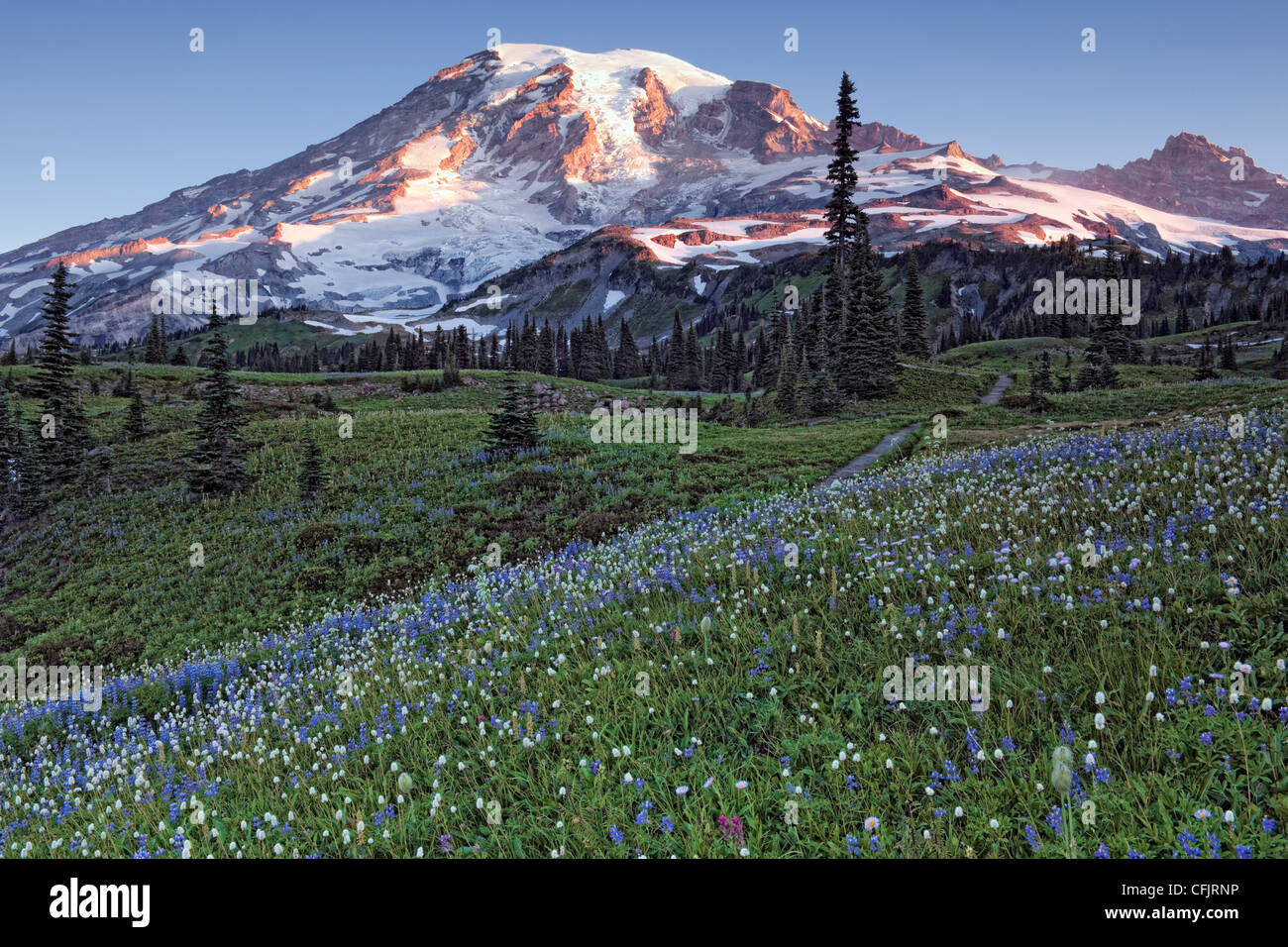 The Wonderland Trail passes through Washington's Mount Rainier National Park and the Mazama Ridge Meadows in summer bloom. Stock Photo