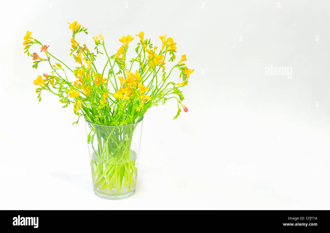 freesia flowers isolated Stock Photo
