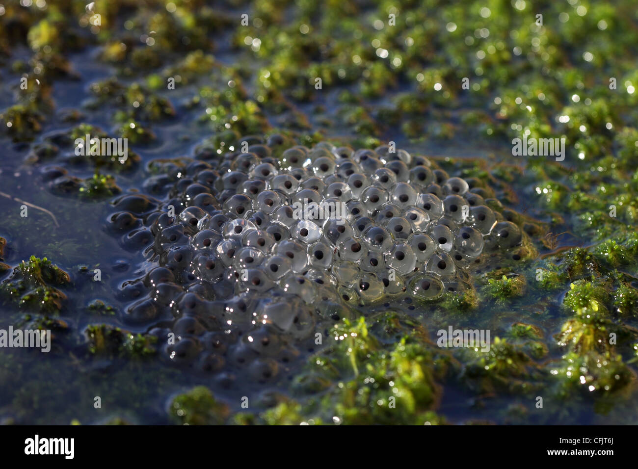 Frogspawn hires stock photography and images Alamy