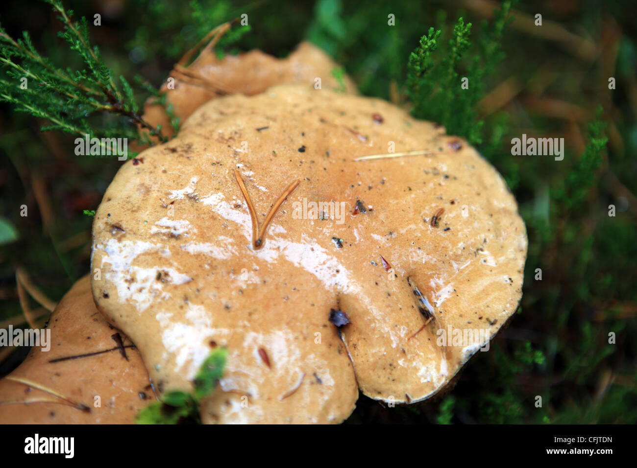 Bovine Bolete also known as Jersey Bolete fungi on the edge of a pine forest in Scotland Stock Photo