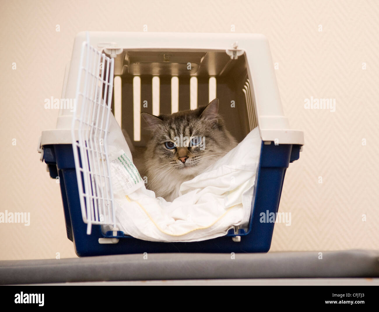 Cat in cage at the vet Stock Photo Alamy