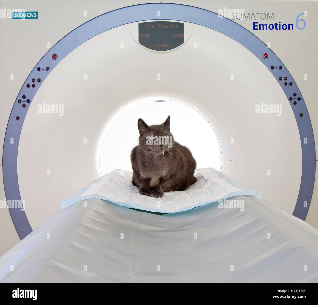 Cat at veterinary, being treated for cancer Stock Photo Alamy