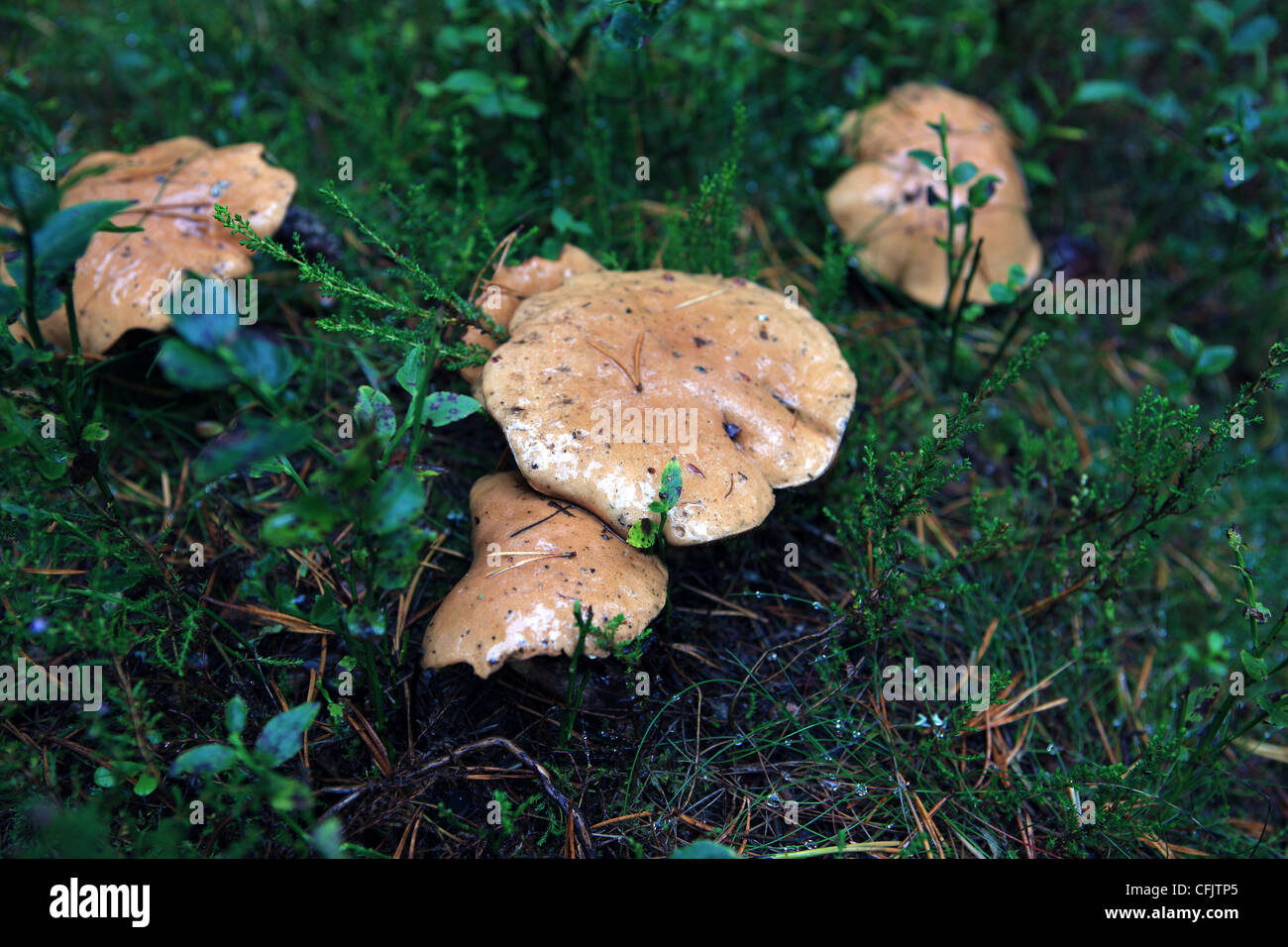 Bovine Bolete also known as Jersey Cow Bolete fungi on the edge of a pine forest in Scotland Stock Photo