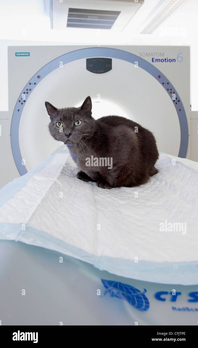 Cat at veterinary, being treated for cancer Stock Photo - Alamy