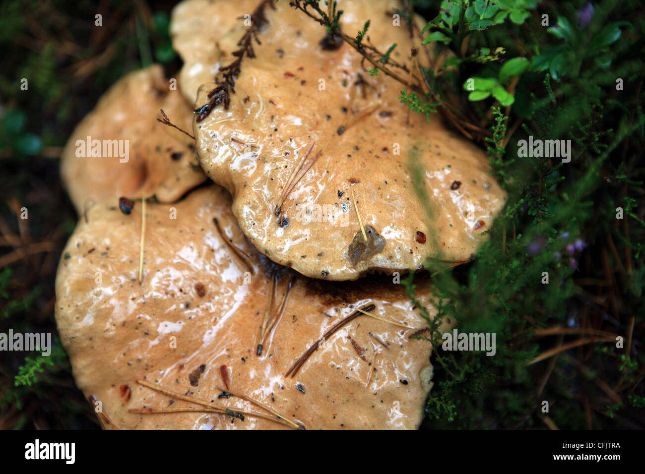 Bovine Bolete also known as Jersey Cow Bolete fungi on the edge of a pine forest in Scotland Stock Photo