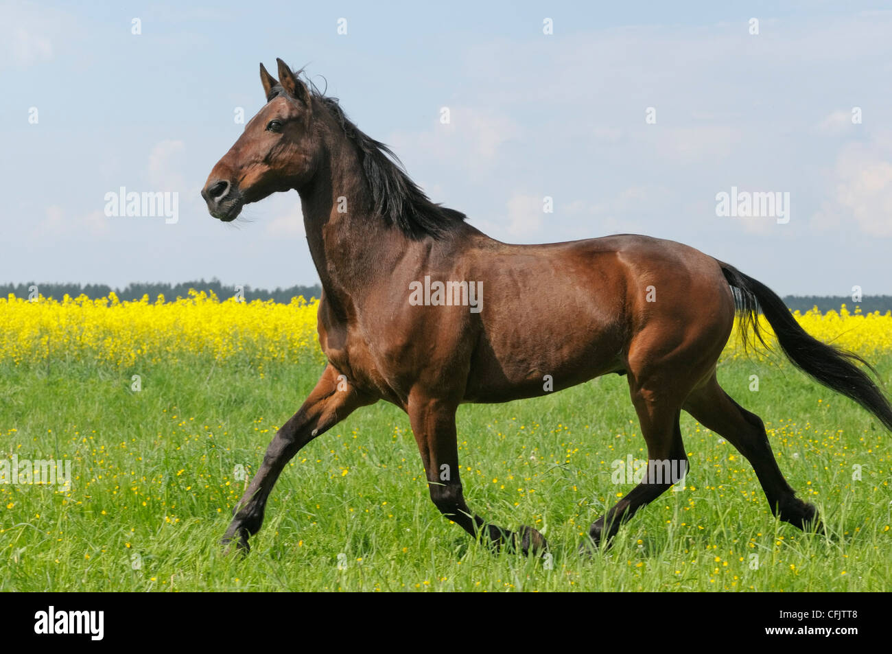 Trotter horse hi-res stock photography and images - Alamy