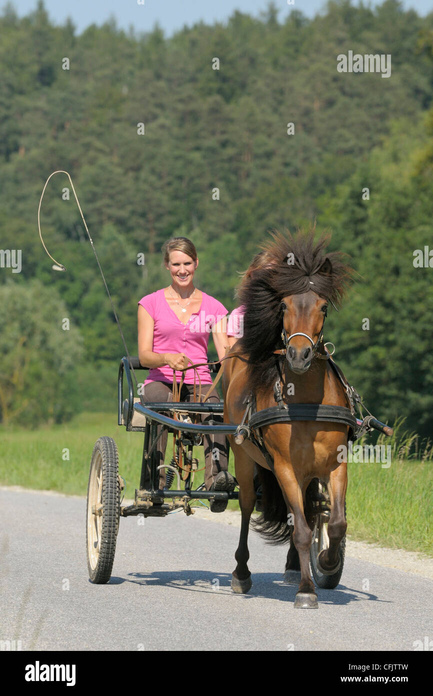 Gig drawn by a tölting Icelandic horse Stock Photo Alamy