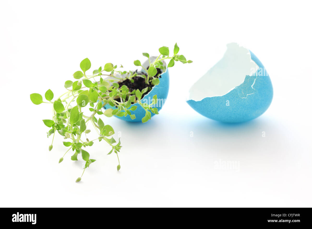 young plant in easter eggshell Stock Photo