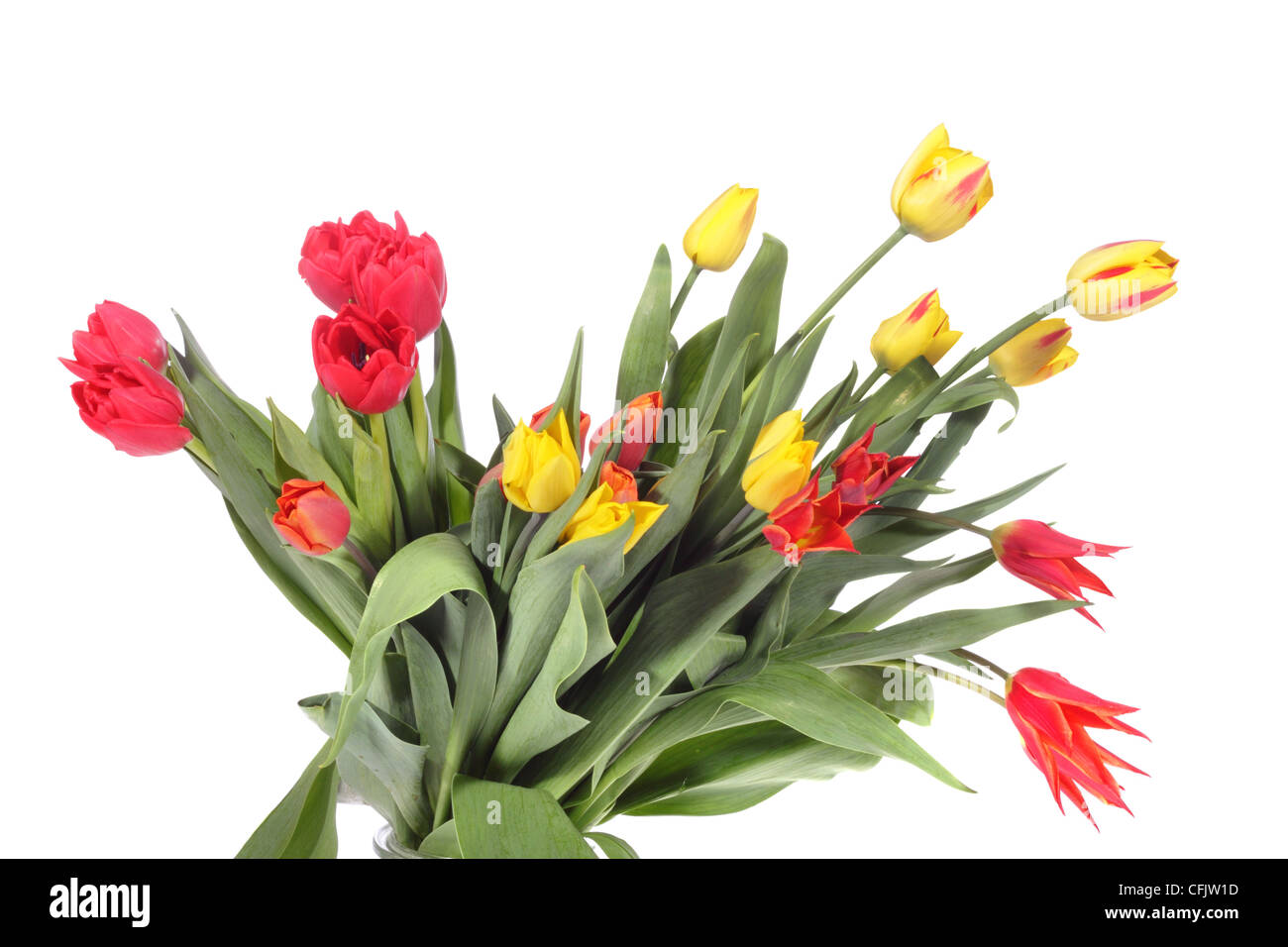 bouquet of fresh tulips on the white background Stock Photo - Alamy