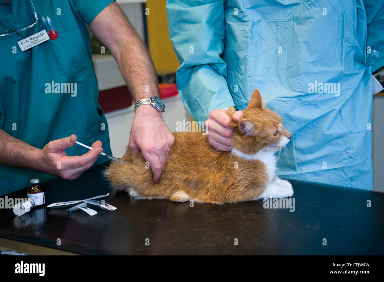 Vet Injection Stock Photos & Vet Injection Stock Images Alamy