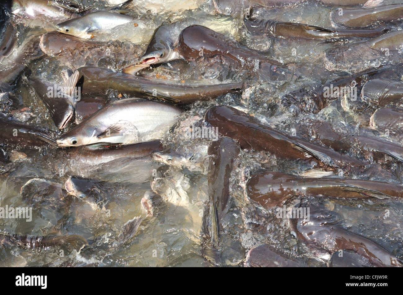 Many Pangasiidae fish in pond Stock Photo Alamy