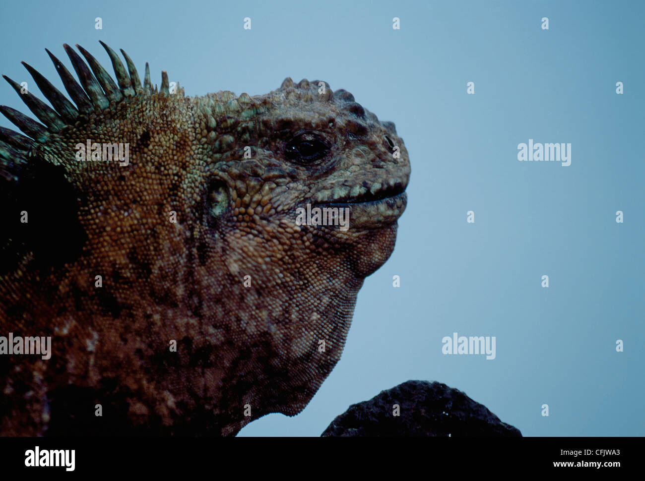 Marine Iguanas, Lizard Stock Photo
