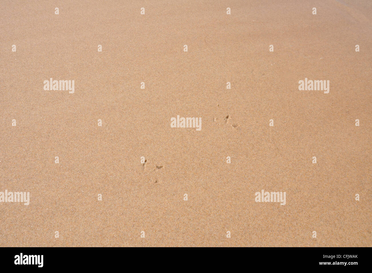 Footprints of a Seagull in the beach of Gold Coast, Australia Stock Photo