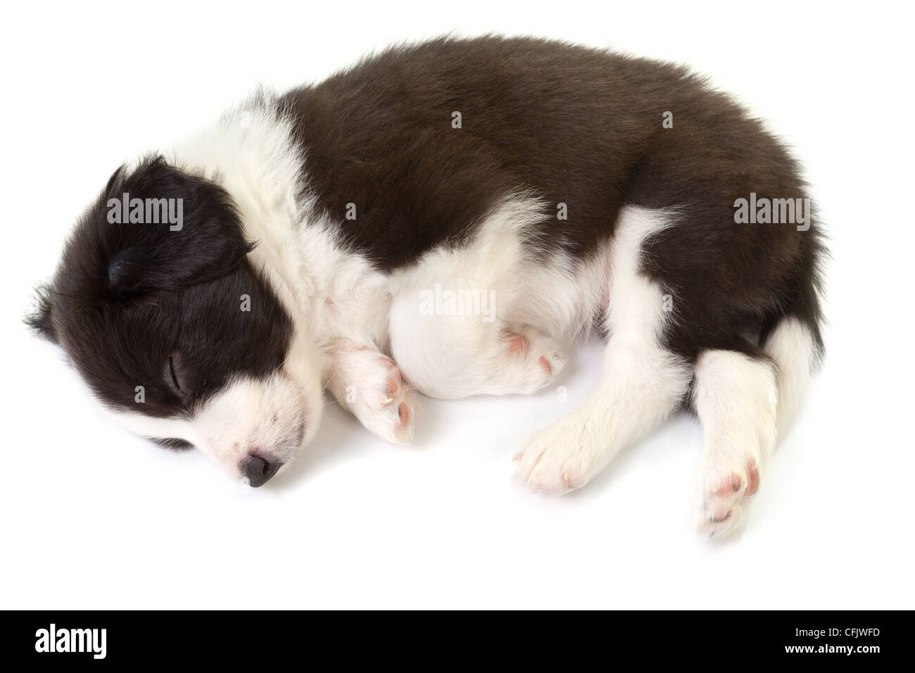 Sleeping 5 weeks old border collie puppy isolated Stock Photo
