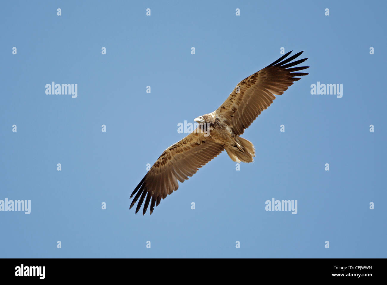 Juvenile Egyptain vulture in flight Stock Photo