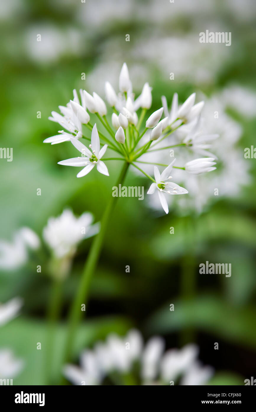 Close up of single wild garlic flower with out of focus background taken at Hanham in Bristol, uk Stock Photo