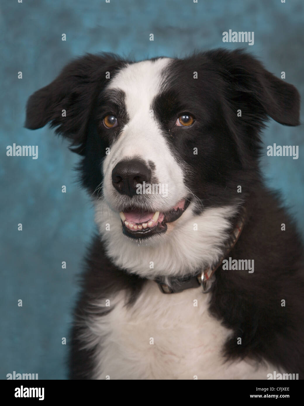 Portrait black white dog hi-res stock photography and images - Alamy