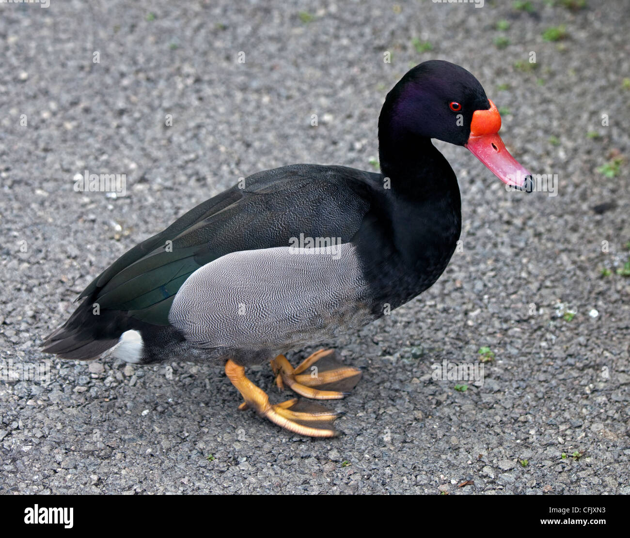 Rosybill Duck (netta peposaca) Stock Photo
