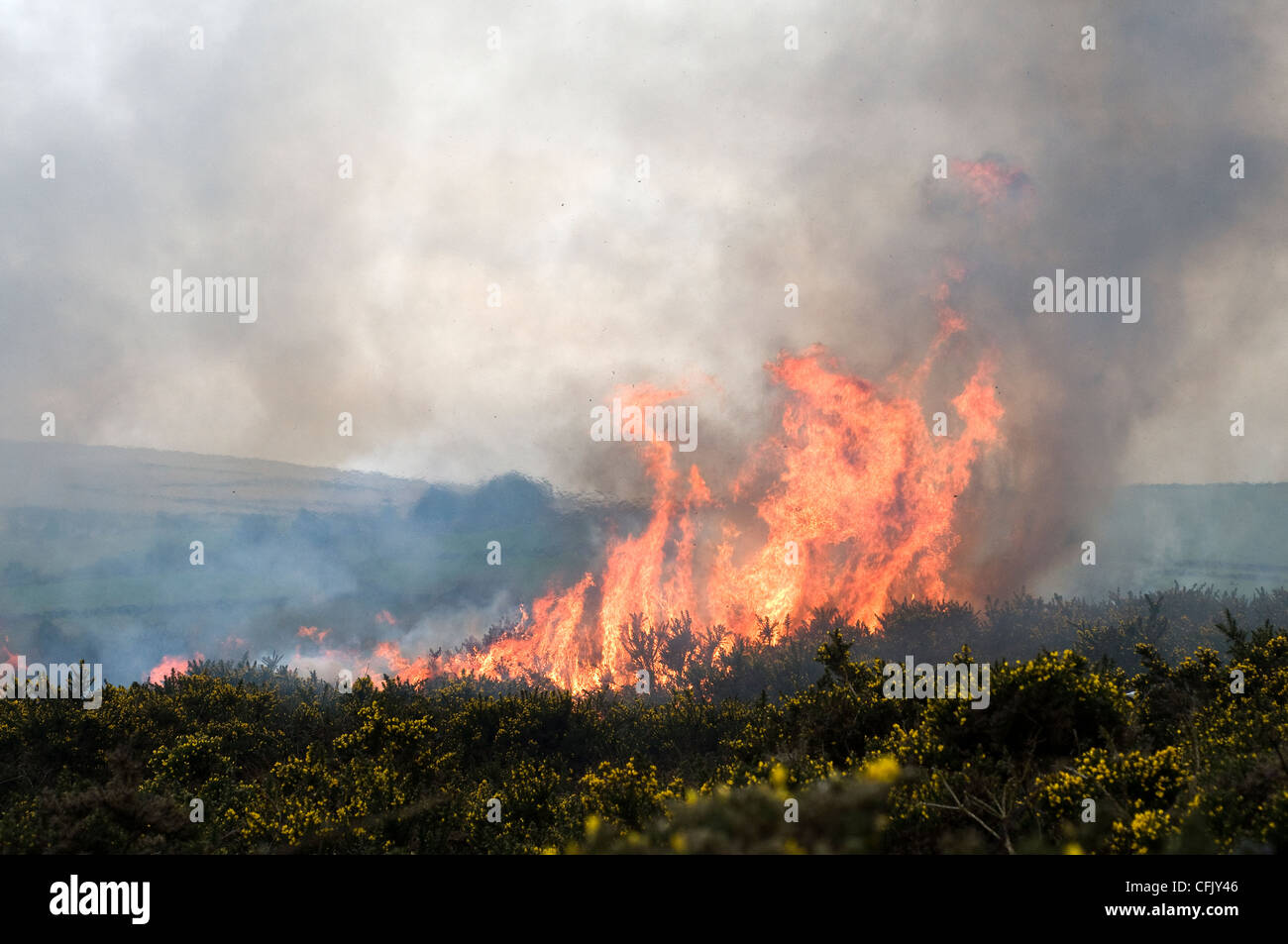 swaling gorse on Dartmoor,Burning gorse and bracken on Dartmoor,ash, brush, burn, burnt, bush, destruction,Bush fire,Controlled burning on Dartmoor Stock Photo