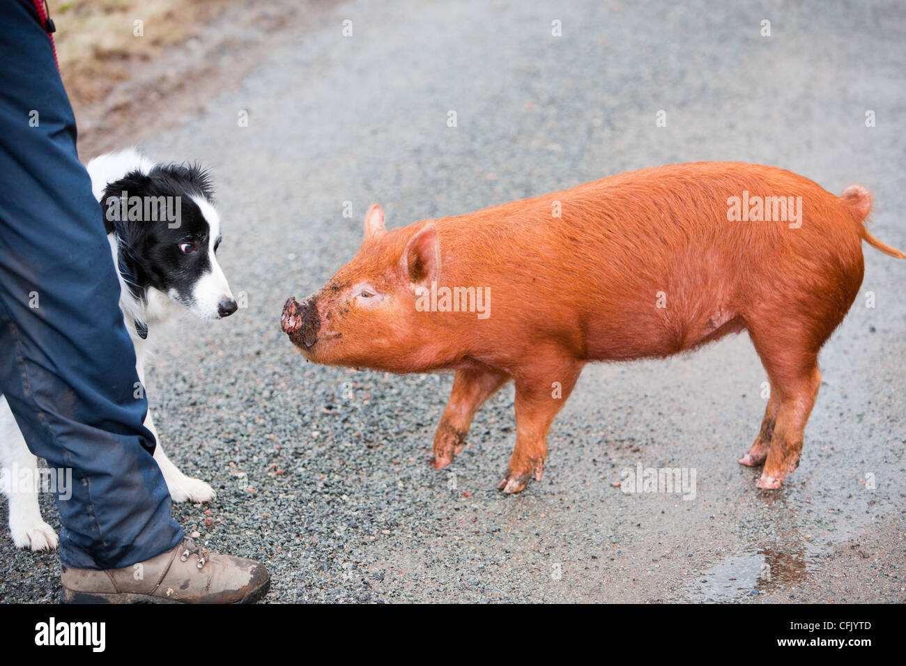Can Dogs Get Sick From Pigs