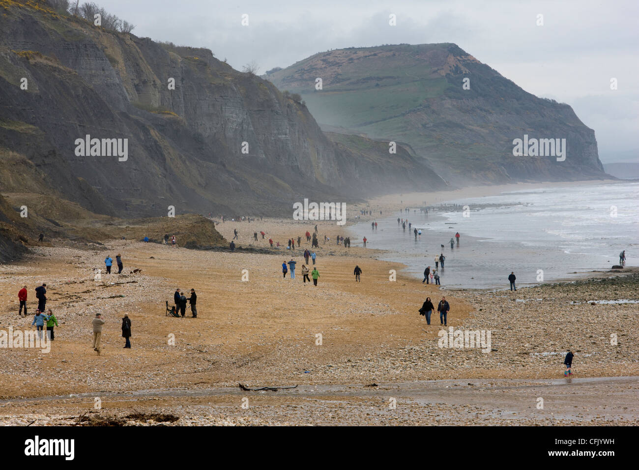 Charmouth beach, busy with fossil hunters looking for fossils after a recent storm Stock Photo