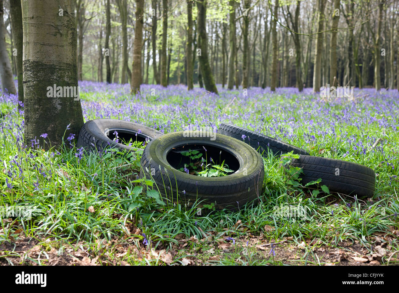 Tyres dumped in bluebell woods Stock Photo