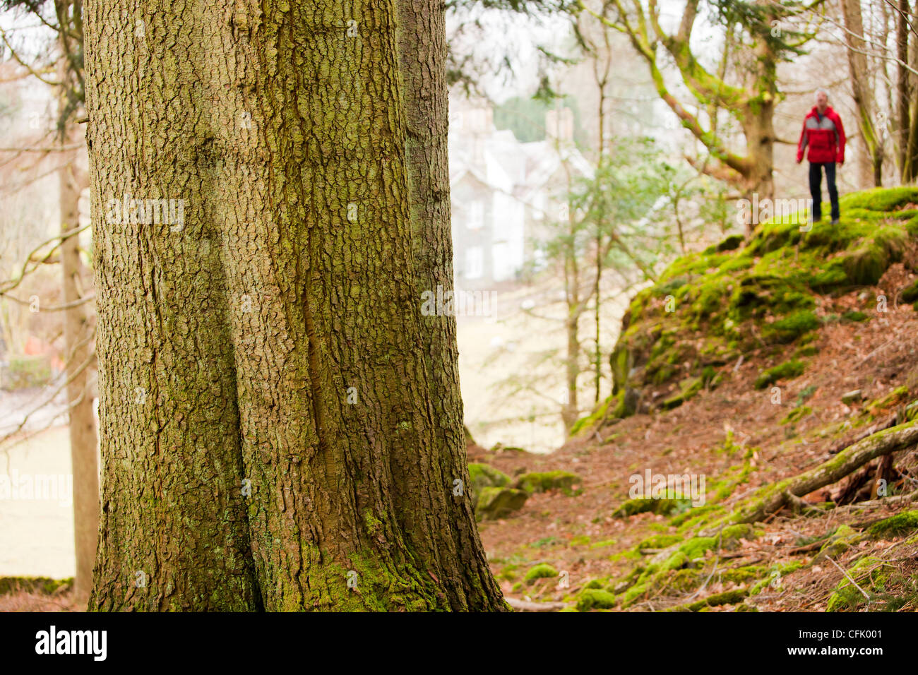 England's tallest tree, a Grand Fir (Abies grandis), which was confirmed as the champion by the