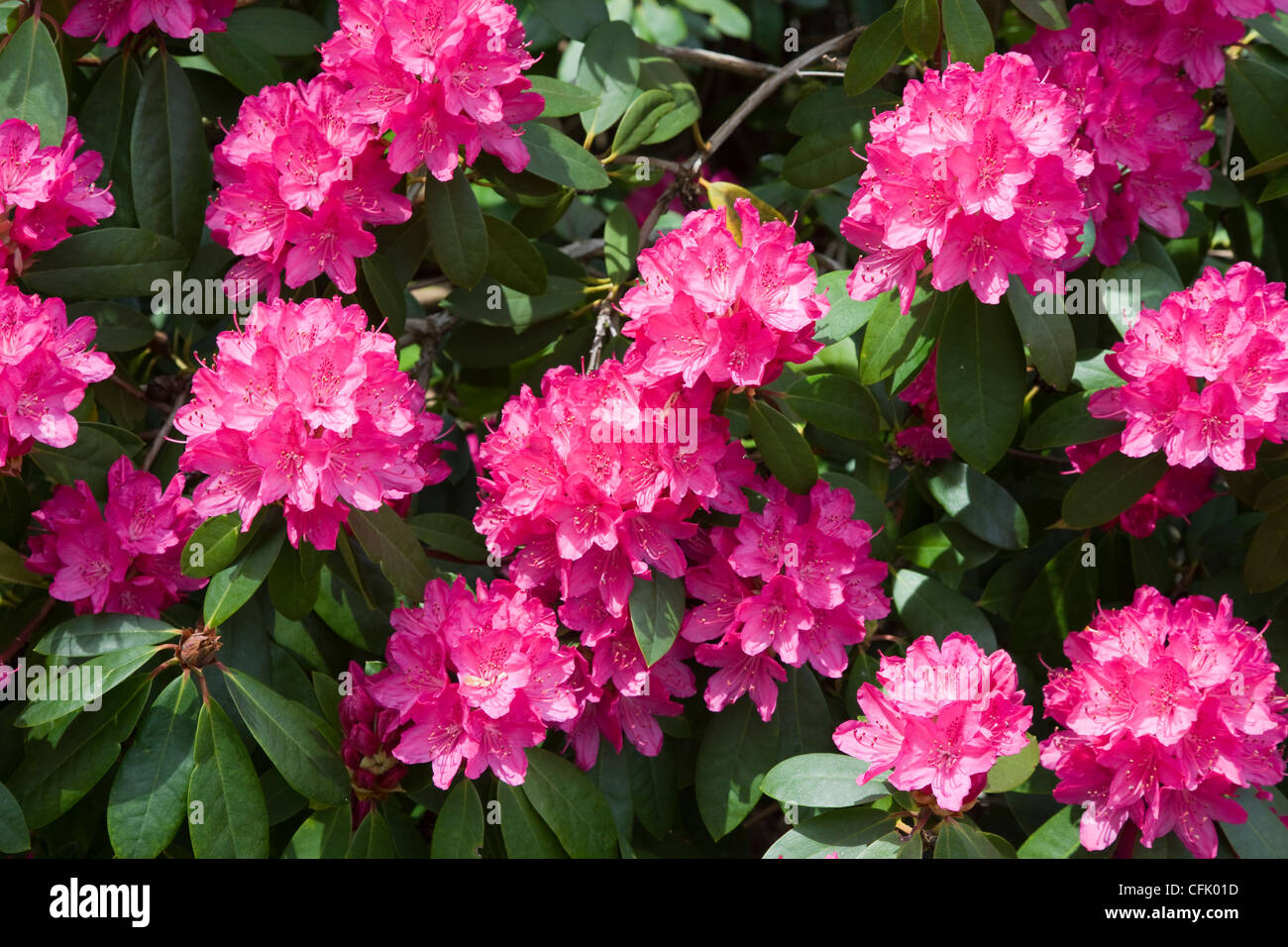 Rhododendron flowers on a rhododendron bush Stock Photo