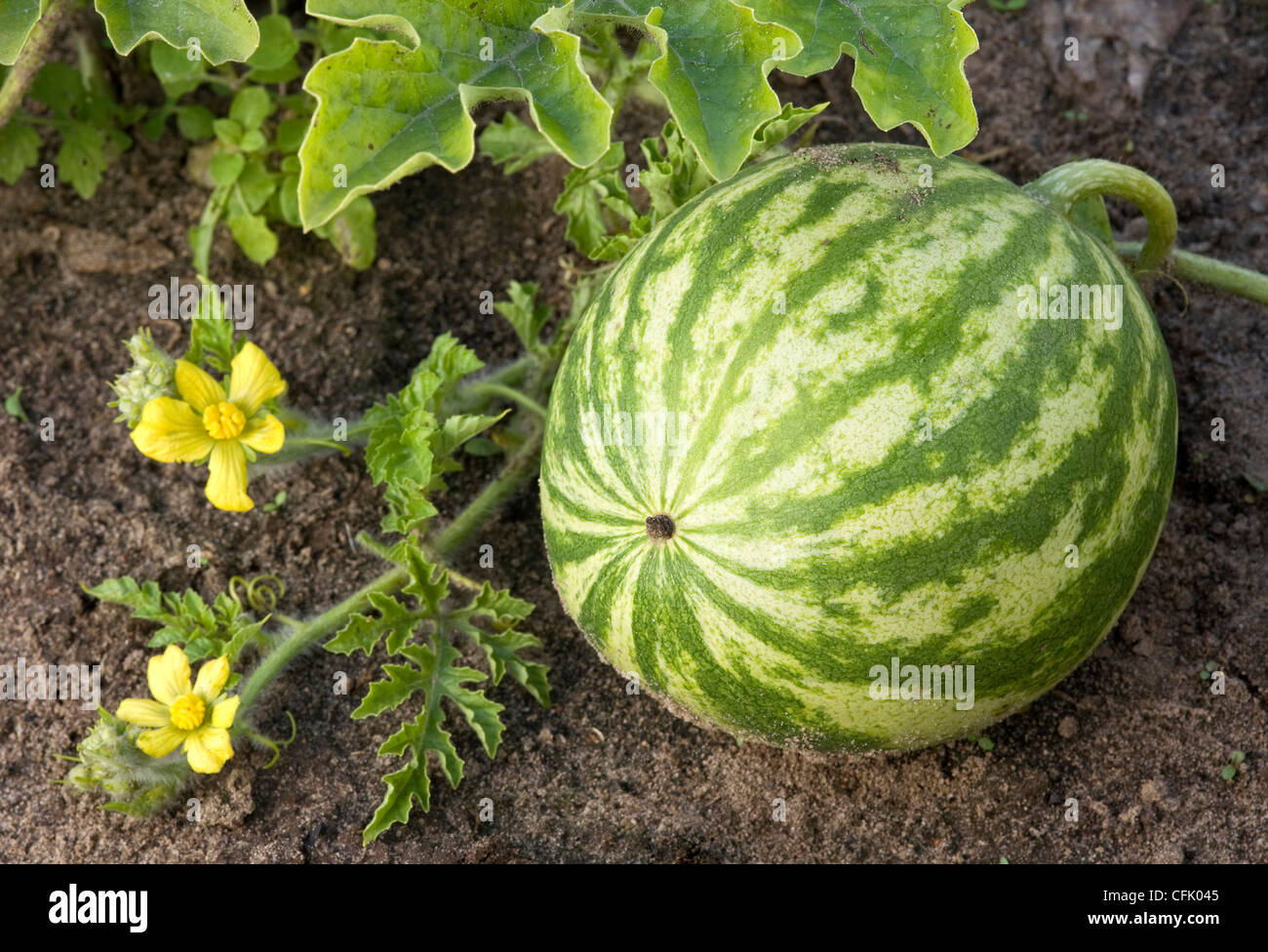 watermelon growing in the field, with leaves and flowers. Stock Photo