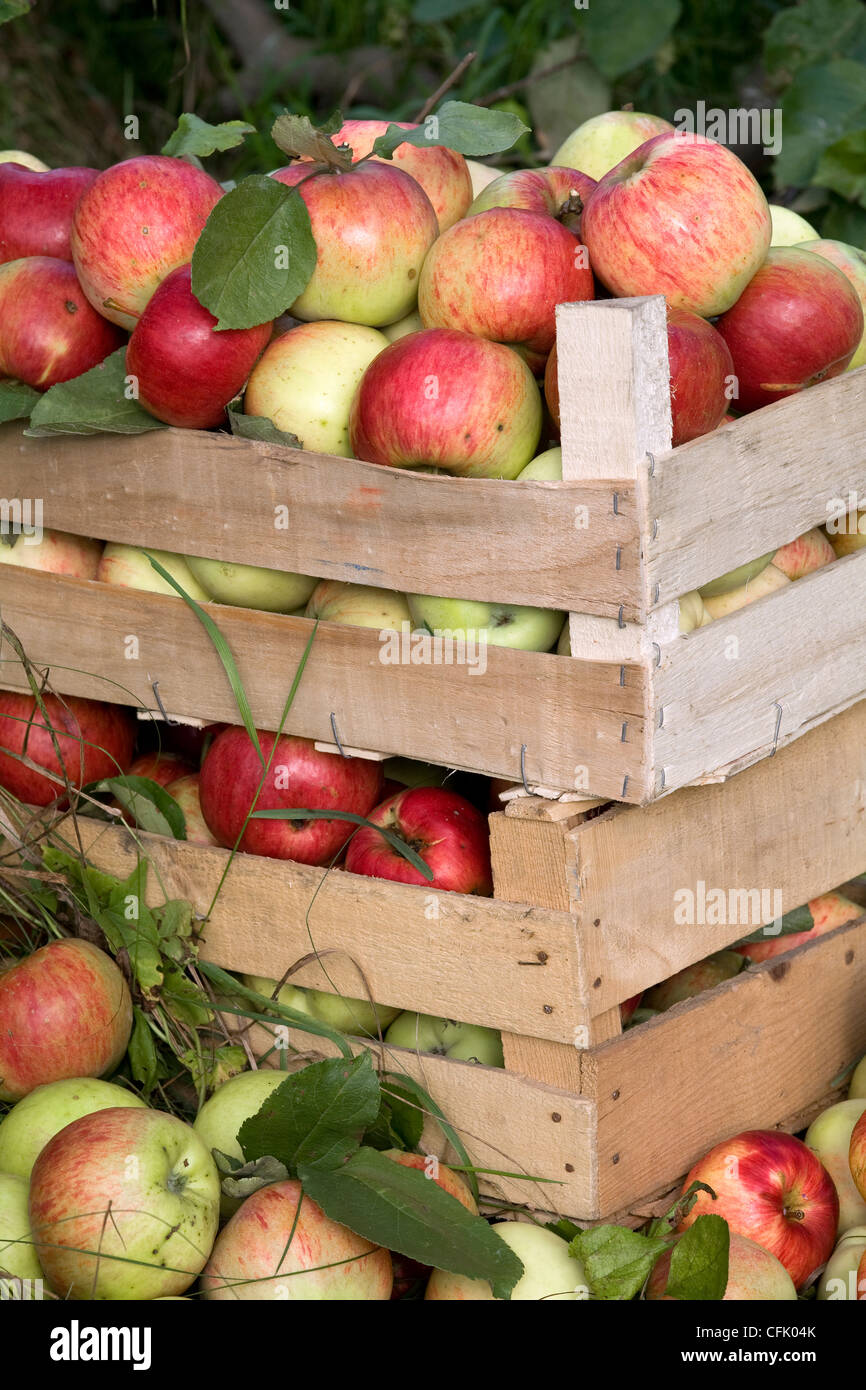 wooden boxes full of ripe apples, in the apple garden. Stock Photo