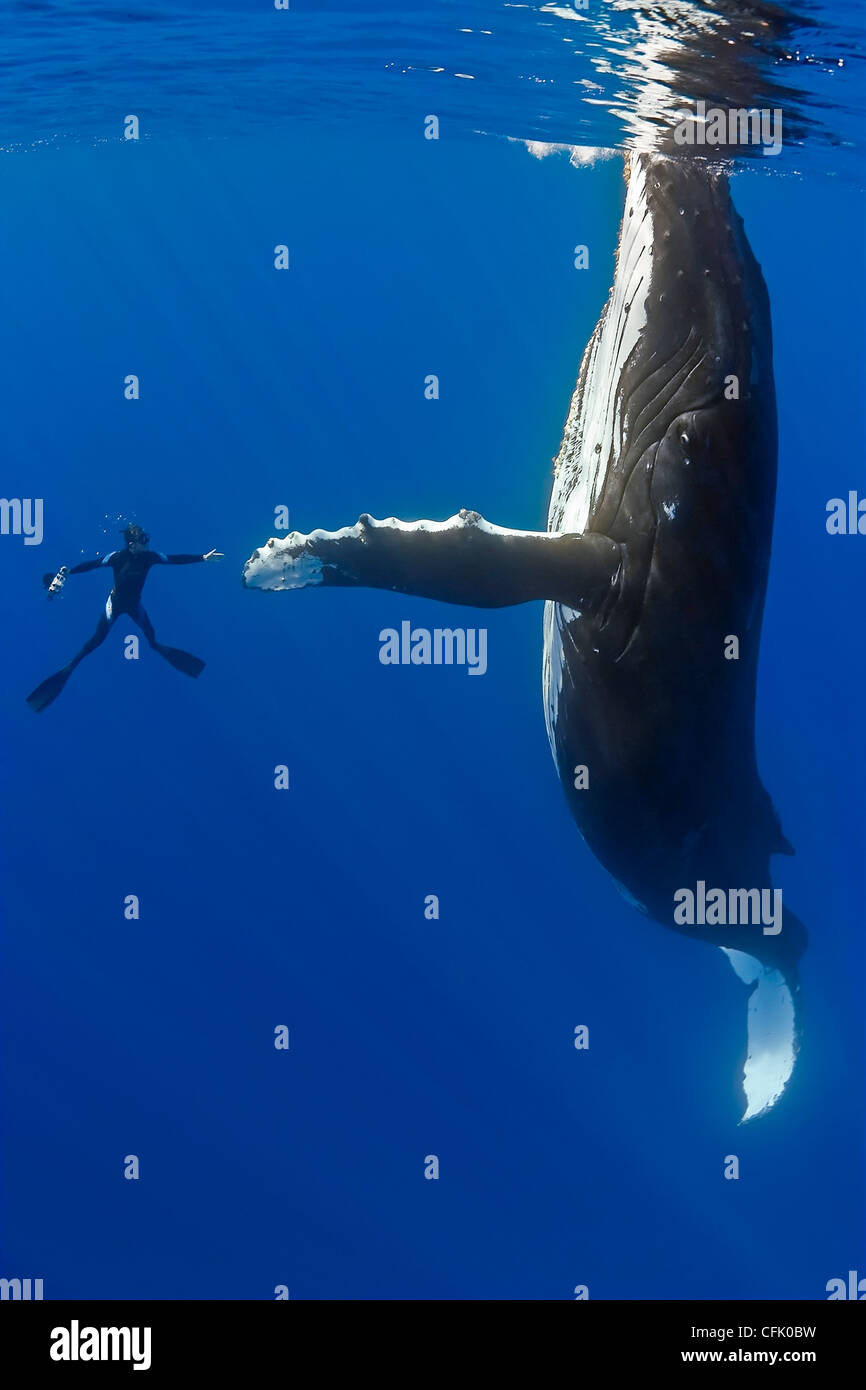 humpback whale, Megaptera novaeangliae, and diver, reaching out for a physical contact, Pacific Ocean Stock Photo